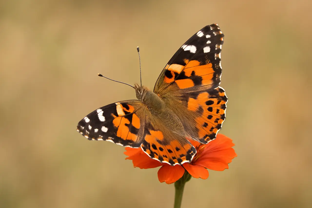 Сколько весит бабочка?