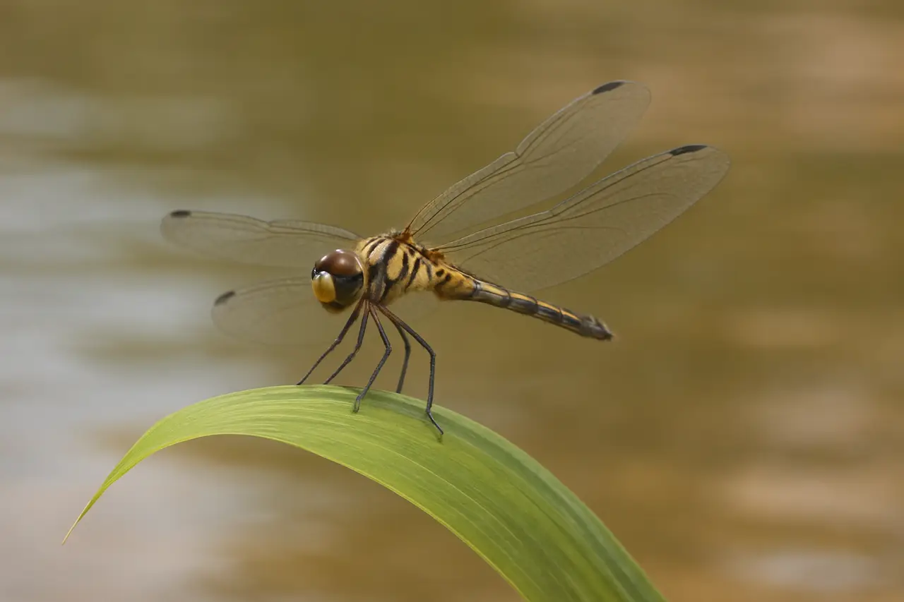 Сколько весит стрекоза?