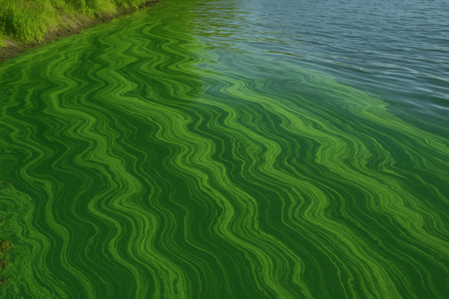 How Much Does an Algae Bloom Weigh?